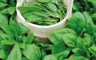 Свежий шпинат в белой корзине на фоне густых листьев - Изумруд