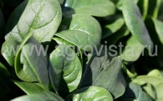 Свежий шпинат на фоне - КАЛАДОНИА