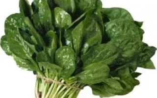 Свежий шпинат Красень Полисся