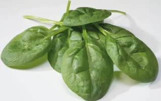 Свежие листья шпината КУРСА F1 на белом фоне