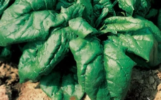 Растение шпината на земле - ЛАГОС F1