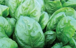 Свежий шпинат на грядке - Lagos F1