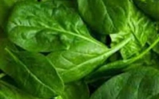 Свежий шпинат Lazio F1