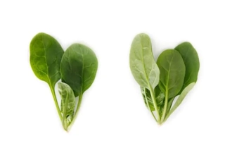 Свежие листья шпината на белом фоне - Lizard