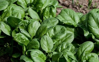 Свежие листья шпината на грядке - МАРИСКА