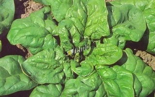 Рассада шпината Матадор в горшке