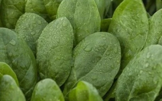 Свежий шпинат с каплями воды - МЕРКАТ