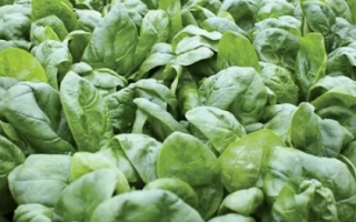 Свежий шпинат на грядке - Mouflon