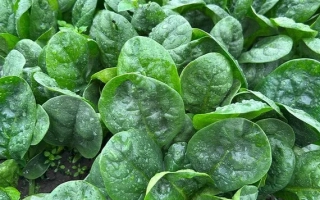 Свежий шпинат с каплями воды на листьях - Peridot