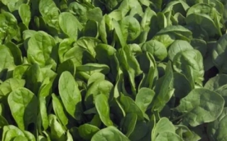 Свежий шпинат на грядке - Puma
