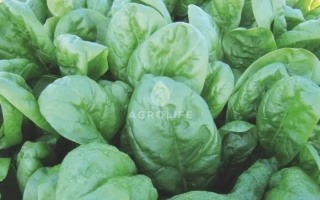 Свежий шпинат - Ram