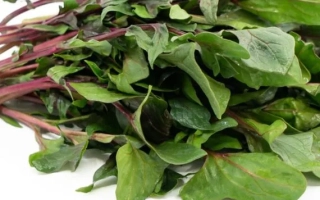 Свежий шпинат с красными черешками на белом фоне - Red Snapper