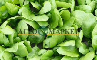 Свежий шпинат от бренда АГРОМАРКЕТ - Рембрандт