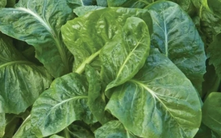 Свежий шпинат на грядке - Serow