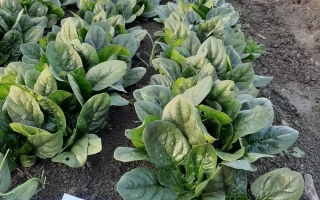 Регистрационная табличка с надписью «Спутник» на гряде шпината