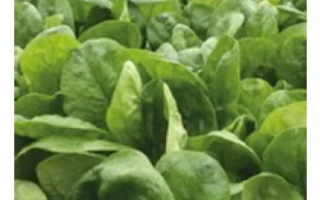 Шпинат СВ 1714 ВЦ на поле