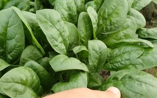 Свежие листья шпината СВ 2157 ВБ на грядке