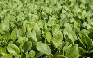 Ряды молодого шпината на грядке - Trailboss