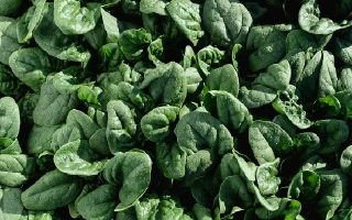 Свежий шпинат - Траверс