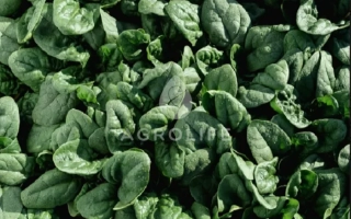 Свежий шпинат бренда AGROLIFE - Traverse