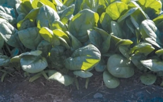 Свежий шпинат Тундра на грядке - Tundra