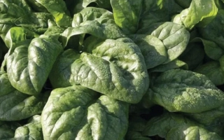 Свежие листья шпината на грядке - Tuocan