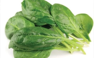 Свежий шпинат на белом фоне - Woodpecker