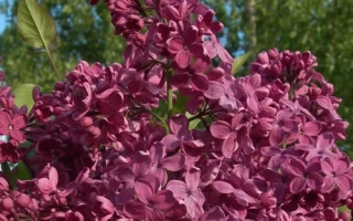 День Победы