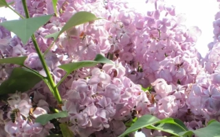 Дочь Тамара