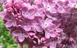 Маршал Бирюзов