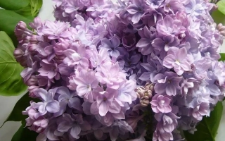 Маршал Конев