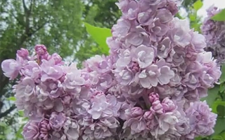 Михайло Ломоносов