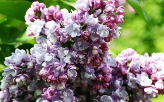 Московский Университет