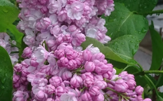 Незнакомка