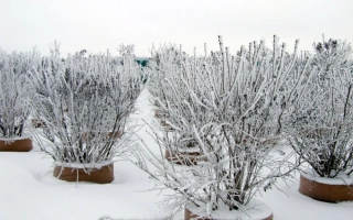 Первый Снег