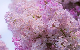 Розовая Дымка