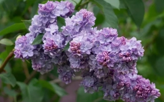 Вечерняя Москва