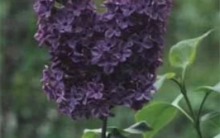 Вечерний Владивосток