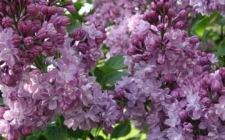 Защитникам Москвы