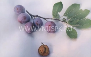 Яичная синяя