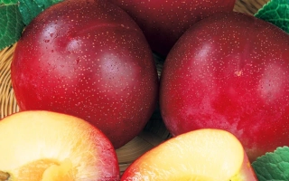 Амурская Роза