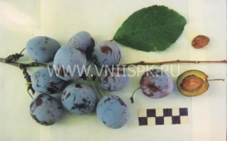 Андреевская