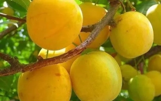 Желтые сливы на ветке - Янтарна млиивская