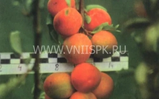 Чемальская крупная