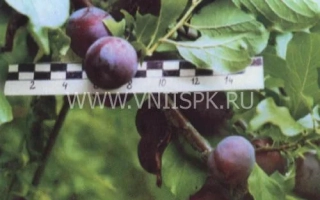 Чемальская синяя