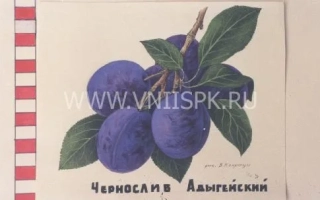 Чорнослив адигейський