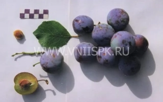 Голубая Мечта