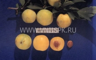 Хабаровская желтая