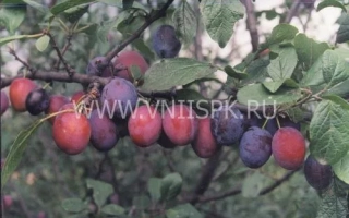 Слива Кантемирівка на гілці