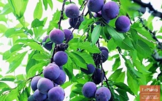 Кубанская Юбилейная